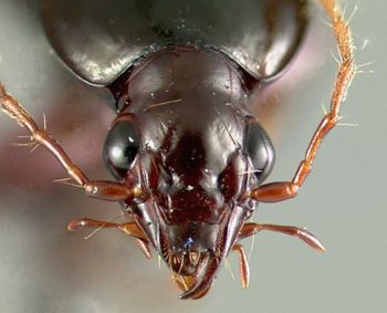 Media type: image;   Entomology 22008 Aspect: head dorsal view